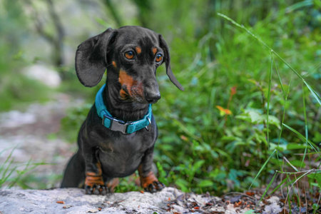 Charming dachshund wearing a blue collar exploring a lush forest path. the backdrop of greenery enhances the serene and adventurous scene.の写真素材