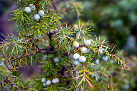 Close-up of a vibrant juniper branch filled with berries in a natural outdoor setting, illustrating the beauty and texture of nature.の写真素材