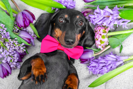 A black and tan dachshund dog ies belly up in a bed of purple flowers while wearing a bright pink bowtie, looking relaxed and playfulの写真素材