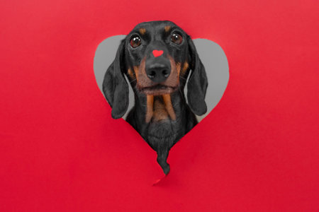 A black and tan dachshund with a small red heart sticker on its nose looks through a red heart-shaped paper cutout with a curious expression against a neutral backgroundの写真素材