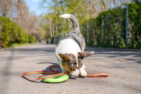 Playful tricolor corgi puppy play on an asphalt path chewing a colorful leash beside a green frisbee, tail raised and ears forward in bright sunshine with a long park roadの写真素材