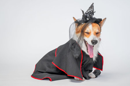 Corgi dog dressed as witch wearing black cape with red trim small hat with veil, sitting on white...