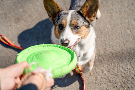 Close up of a happy corgi on a leash with upright ears staring at a bright green frisbee held in a hand on sunlit pavement, eager for fetch and outdoor training