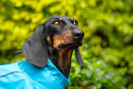 Black and tan dachshund dog in blue raincoat gazing upward against fresh green foliage after rain during walk, spring pet weather protection lifestyle concept