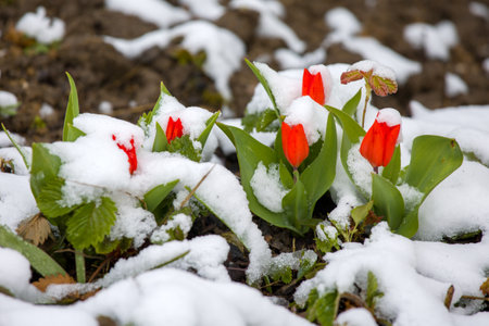 red tulips covered with snow in a gardenの写真素材