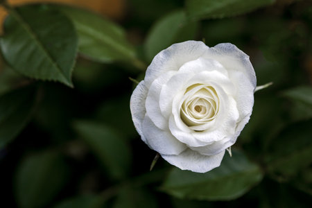a white rose in bloom against a blurred green backgroundの写真素材