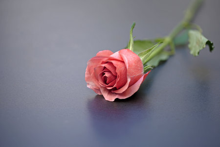 front view from above of a lying red rose on a gray backgroundの写真素材