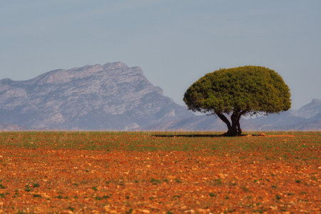 Lonesome tree on a red stony field in South Africa with mountain in backgroundの写真素材