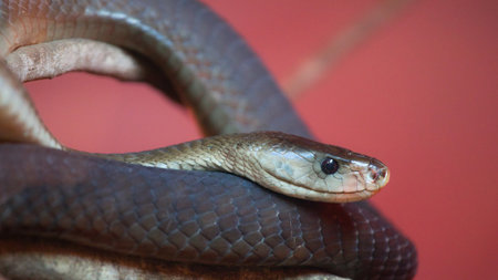 black mamba lying on a branch