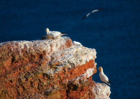 Gannets on Heligoland coastの写真素材