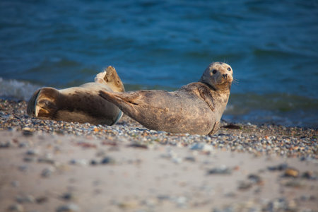 Seals in the sun on beach of island Heligoland