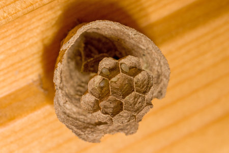 a small wasp nest in which eggs lieの写真素材