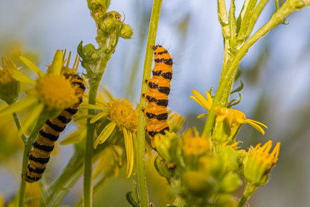 two yellow black caterpillars feeding on a ragwort plantの写真素材