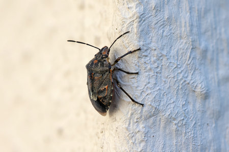 close-up side view from above of a marbled stink bug on a white house wall