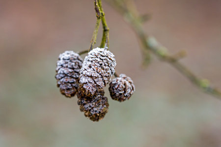 the small brown cones of the alder tree covered with white ice crystals against a blurred backgroundの写真素材