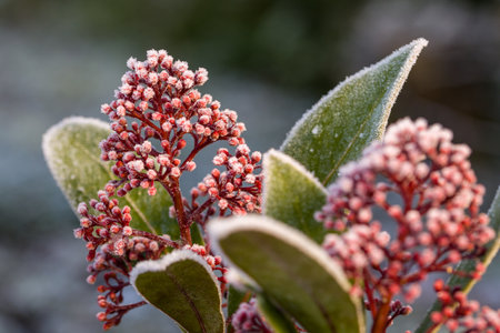 the red berries and green leaves of the japanese skimmia covered with white ice crystalsの写真素材