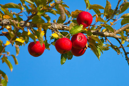 many red apples on an apple tree with green leaves and a blue skyの写真素材