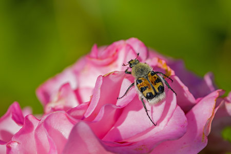 a brown Eurasian bee beetle on a pink rose in front of a blurred dark backgroundの写真素材