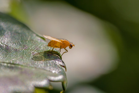 a yellow fruit fly on a leaf in front of a blurred background