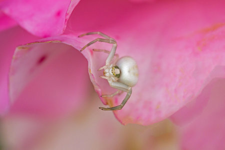 Close-up of a white crab spider on a pink rose blossomの写真素材