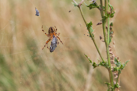 cross spider on the web with spun flyの写真素材