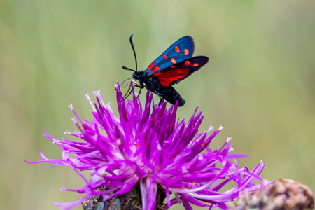 a black red dotted burnet moth on a pink thistle with a green blurred backgroundの写真素材