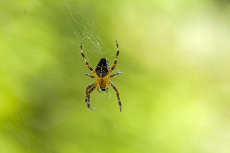 Cross spider seen from top with transparent body and green blurred background