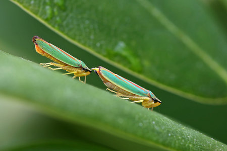 close-up side view of two green rhododendron leafhoppers on a green rhododendron leaf