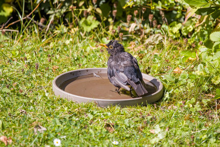 a blackbird bathing in a bowl of waterの写真素材