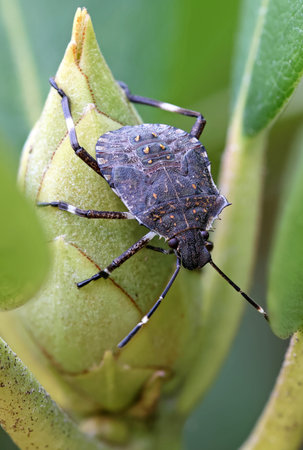 close up view of a brown marbled stink bug on a green bud of rhododendron and blurred background