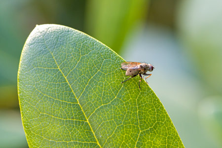 side view of a common tiger fly on a green leaf with blurred background