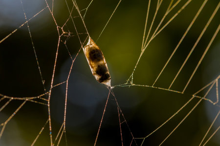 the dark contours of a trapped wasp in a cocoon of spider silk with a light backgroundの写真素材