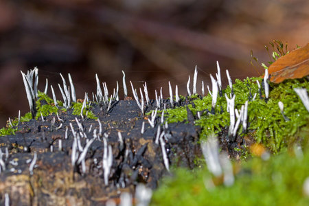 a tree stump overgrown with moss on which a group of gray candlestick fungus grows in the sunlightの写真素材