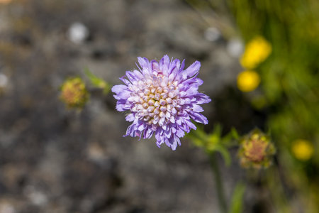 view from above on a light blue field scabious blossom with dark blurred backgroundの写真素材