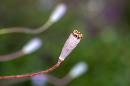 the ripe seed capsule with beautiful pattern of wild poppy with blurred green backgroundの写真素材