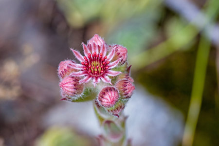 the star-shaped pink flower of the houseleek with small red buds against a blurred backgroundの写真素材