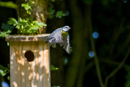 A blue tit flies out of the nest box with its wings spread out in sunlight