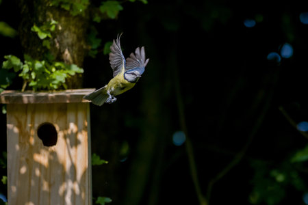 A blue tit flies out of the nest box with its wings spread out in sunlightの写真素材