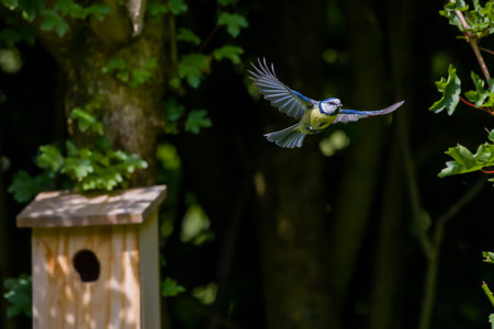 A blue tit flies out of the nest box with its wings spread out in sunlightの写真素材