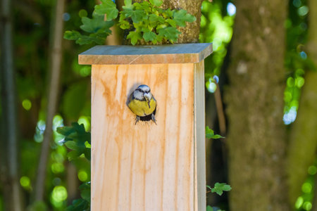 a blue tit brings the offspring from the nest box