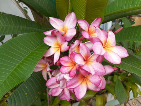 Plumeria flower pink frangipani tropical flowerの写真素材