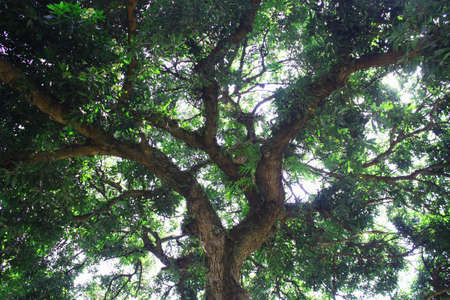 Shady tree in the middle of the Lawang Sewu building in Semarangの写真素材