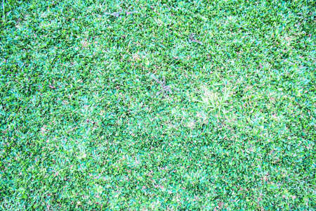 Green Grass Texture on the Lawnの写真素材