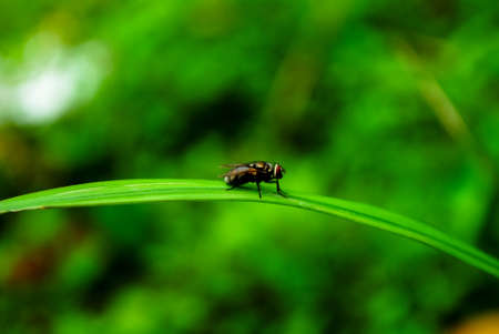 The fly perches on the leaves in the gardenの写真素材