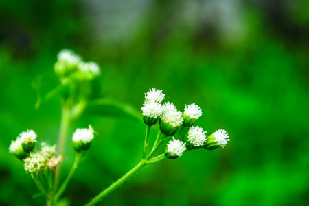 Flowers grow wild in the yard