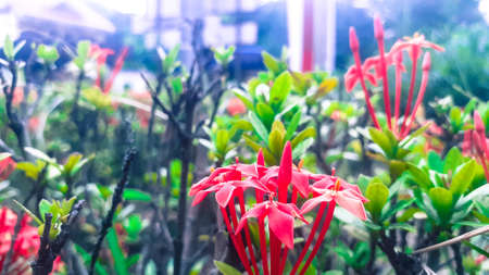 Flowers in the public park of the city of Semarangの写真素材
