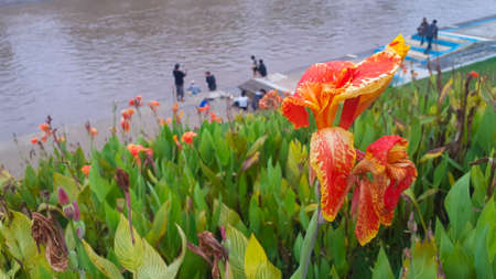 Canna Lily in Pleret Dam Park, Semarang