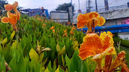 Canna Lily in Pleret Dam Park, Semarang
