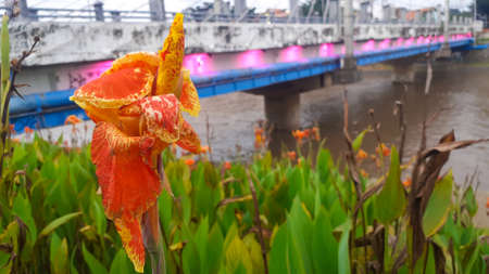 Canna Lily in Pleret Dam Park, Semarangの写真素材