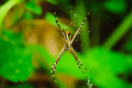 a spider in its web awaits its preyの写真素材